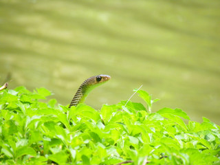 Snake in the grass