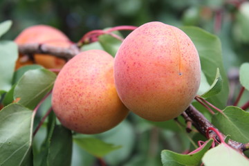 Apricot on tree branch