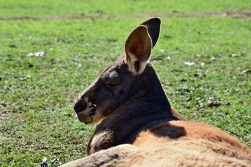  Very muscular wild red kangaroo lying on the grass