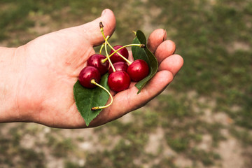 freshly picked cherries on a female palm