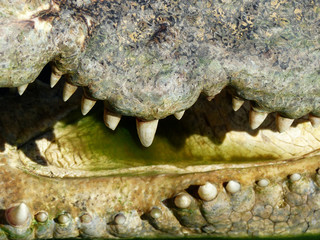 Obraz premium closeup of the mouth and teeth of a crocodile