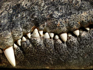 Tableaux ronds sur aluminium Crocodile closeup of the mouth and teeth of a crocodile