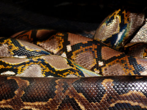 closeup snake skin Tiger Python (python molurus bivittatus)