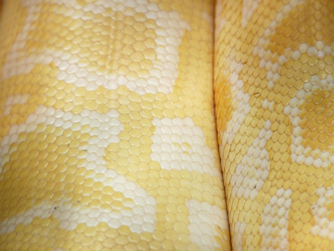Skin of Gold Python,Reticulated python (Python reticulatus) : Closeup