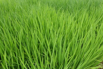 ７月下旬の田んぼ