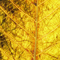 Naklejka na ściany i meble fall leaf or yellow leaf background texture