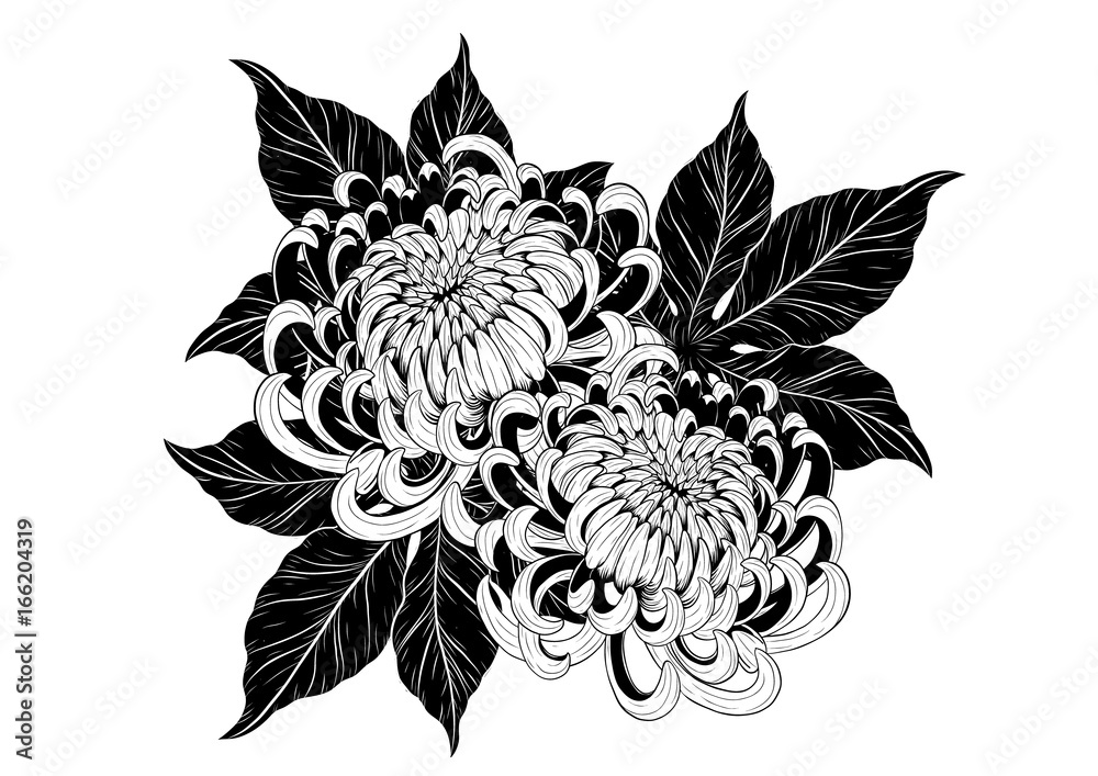 Wall mural Chrysanthemum vector on white background.Chrysanthemum flower by hand drawing.Chrysanthemum vector on white background.Floral tattoo highly detailed in line art style.