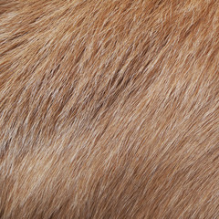 dog hair