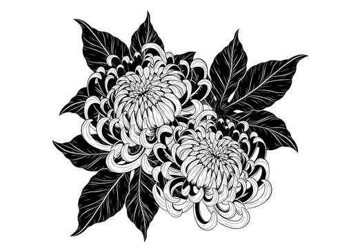 Chrysanthemum vector on white background.Chrysanthemum flower by hand drawing.Chrysanthemum vector on white background.Floral tattoo highly detailed in line art style.