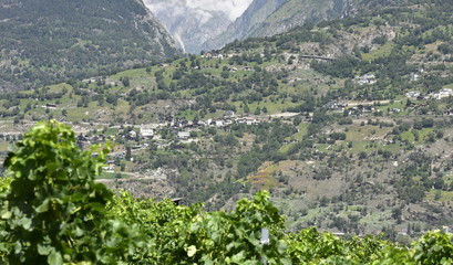 Obraz premium valais...vigne