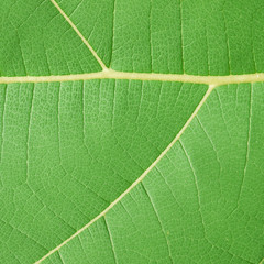 green leaf texture ( teak leaf )