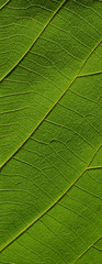 leaf texture