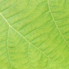 green leaf texture ( teak leaf )