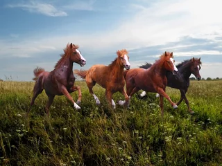 Foto auf Leinwand Rapid running of free horses on blossoming grass © ortlemma