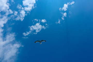 Beautiful seagull soar in the bright summer blue sky. One seabird at the clean sky background, symbol of freedom.