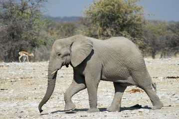 Fototapeta na wymiar Elephant in the Etosha National Park, Namibia