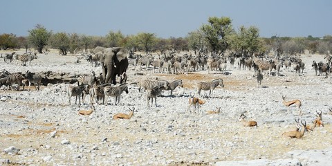 Wildlife animals in the Etosha National Park, Namibia - obrazy, fototapety, plakaty