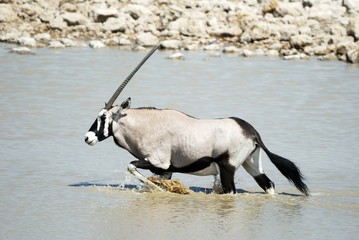 Obraz na płótnie Canvas Oryx in the Etosha National Park, Namibia