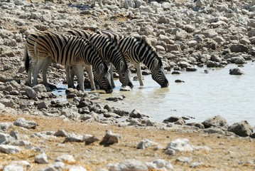 Fototapeta na wymiar Drinking zebras in the Etosha National Park, Namibia