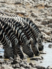 Fototapeta na wymiar Drinking zebras in the Etosha National Park, Namibia