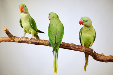 Trois perroquets verts sont assis sur une branche