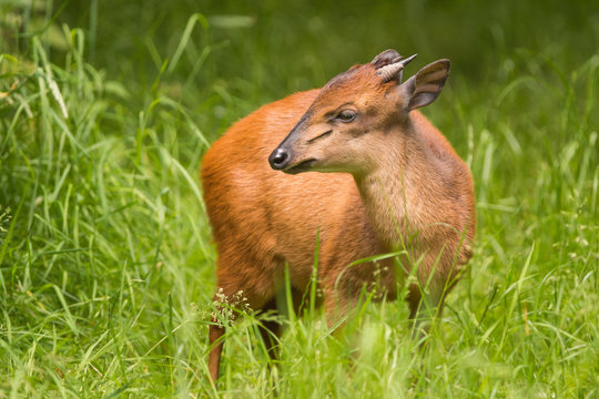 Red Forest Duiker