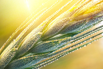 Drops of dew on a young wheat ear close-up macro in sunlight  . Wheat ear in droplets of dew in nature on a soft blurry gold background.