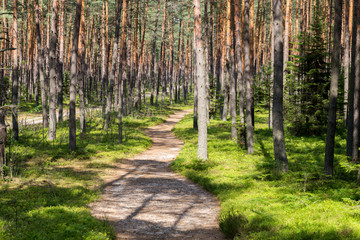 The trail in the forest