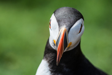 Naklejka premium Puffin