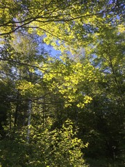 sunlit Vermont forest in summertime