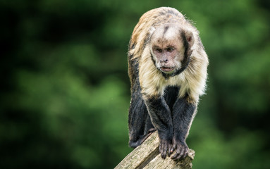 Buffy Headed Capuchin