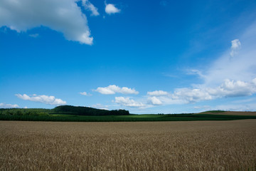 収穫前のムギ畑と青空