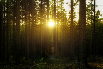 Fototapeta premium Zachód słońca w lesie