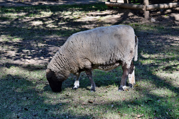 Obraz na płótnie Canvas Gray sheep on the grass
