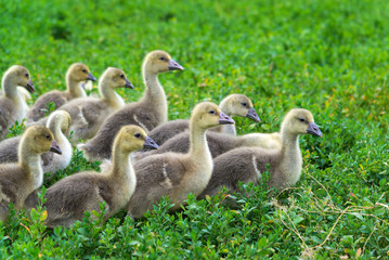 Young geese go in green grass