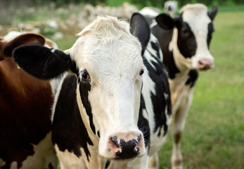 Fototapeta na wymiar Cow in Pasture