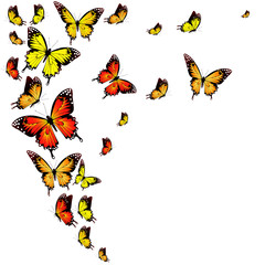 beautiful orange butterflies, isolated  on a white