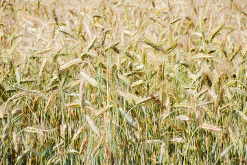 Of wheat spikelets close-up. Field of Golden ripe ears of wheat