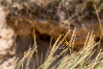 Libelle