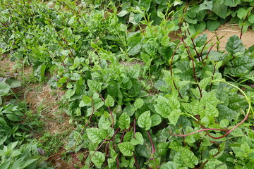 ７月下旬の菜園