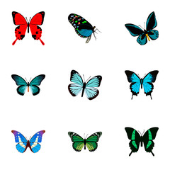 Fototapeta na wymiar Realistic Demophoon, Pipevine, Sangaris And Other Vector Elements. Set Of Butterfly Realistic Symbols Also Includes Bluewing, Morpho, Butterfly Objects.