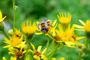schlafende HummelA sleeping bumblebee, After an aching day the bumblebee rests on the flower and sleeps