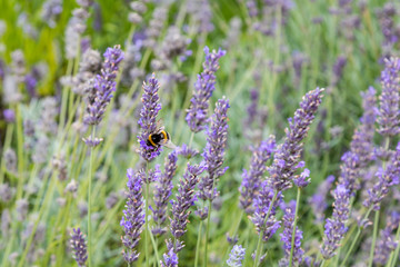A Bee on Lavender Flowers