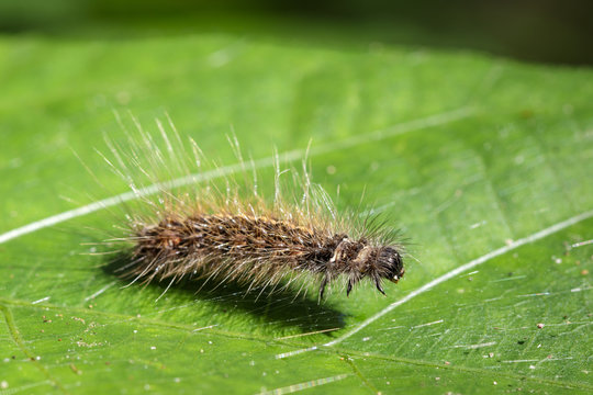 Image of Hairy caterpillar (Eupterote testacea) on green leaves. Insect Animal