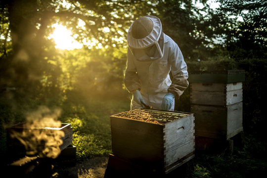 Beekeeper inspecting open beehive