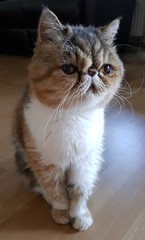 Rassekatze