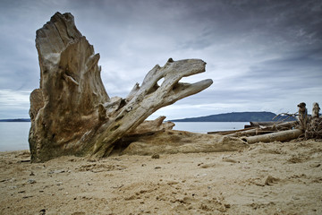 Driftwood on the beach, Schwemmholz am Strand 