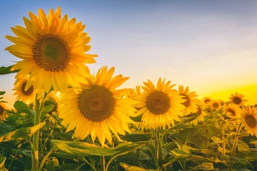 Fotobehang Zonnebloem Prachtig zonnebloemveld met mooie gele bloemen in zonsonderganglicht, zomerconcept geschikt voor behang