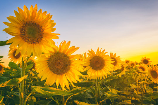 Beautiful sunflower field with lovely yellow flowers in sunset light, summer concept suitable for wallpaper