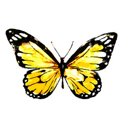 beautiful yellow  butterfly,watercolor,isolated on a white